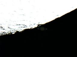 L'occultation de Saturne par la Lune qui a eu lieu la veille, par Olivier Riant
