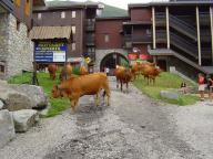 Des vaches en visite au Hameau de Méribel Mottaret Des vaches en visite au Hameau de Méribel Mottaret